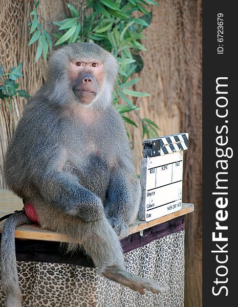 Trained baboon playing director in a scene