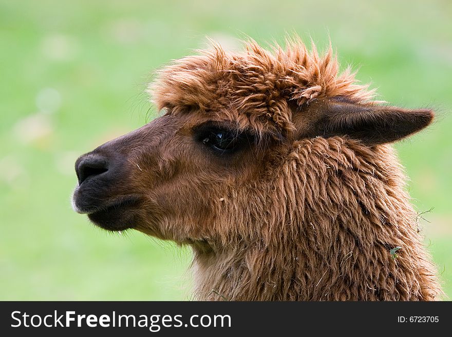 Close-up of a llama in the Belgian zoo of Planckendael. Close-up of a llama in the Belgian zoo of Planckendael