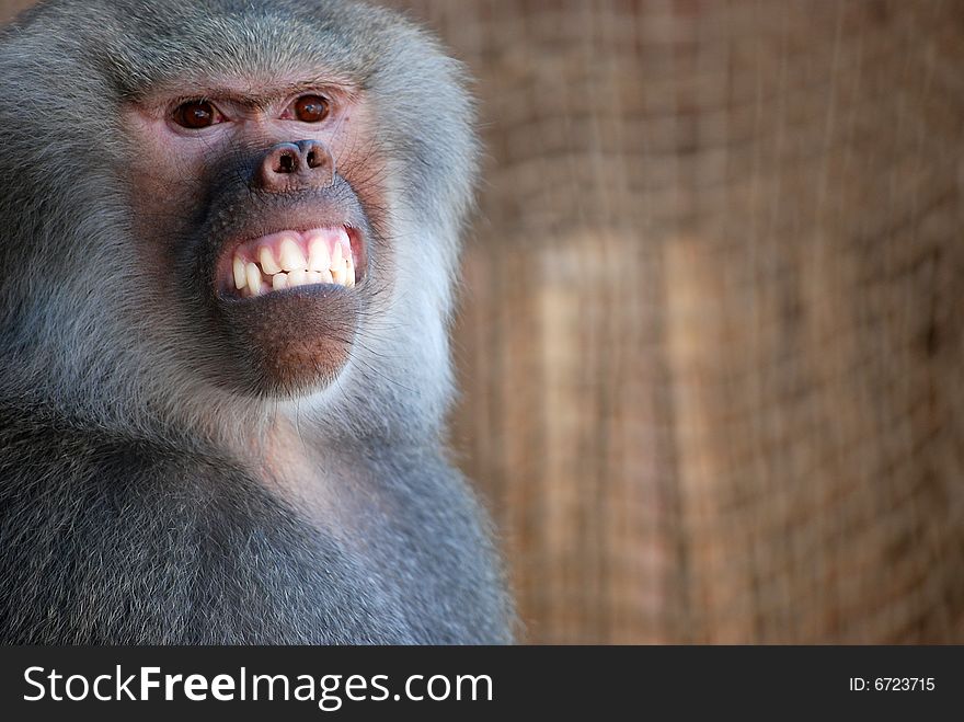 Trained baboon giving a big smile