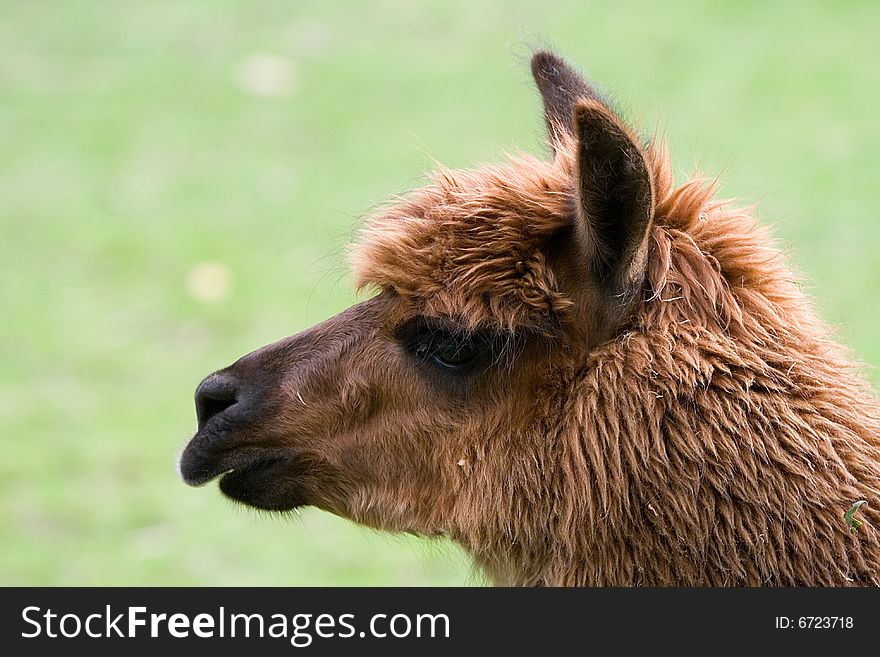 Close-up of a lama in the Belgian zoo of Planckendael. Close-up of a lama in the Belgian zoo of Planckendael