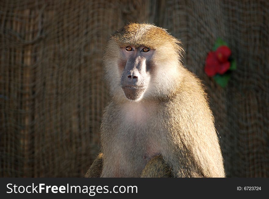 Trained baboon sitting contently in the sunlight