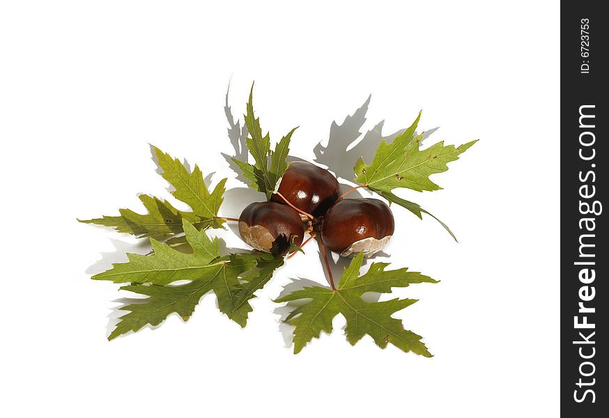 Isolated chestnuts and green maple-leaves. Isolated chestnuts and green maple-leaves.