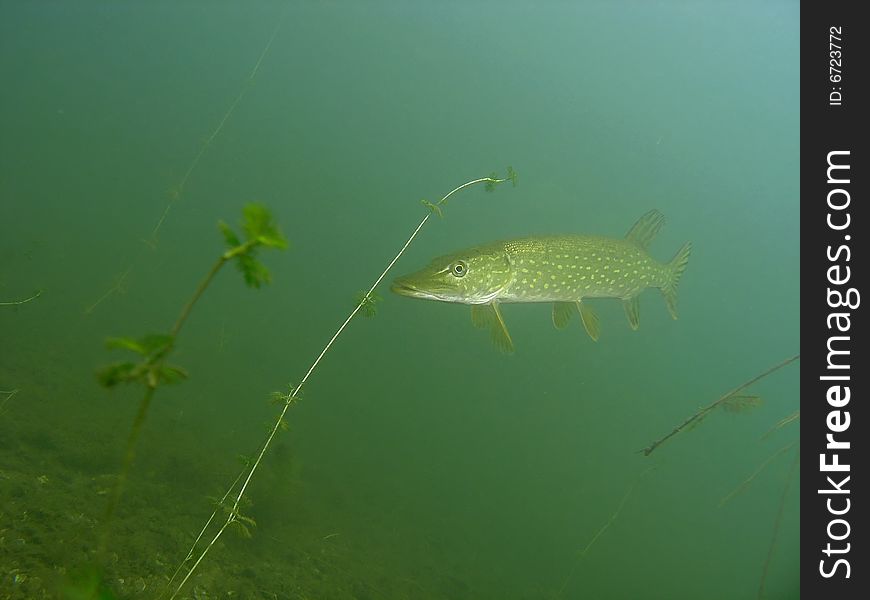 Pike in the lake green plants fauna