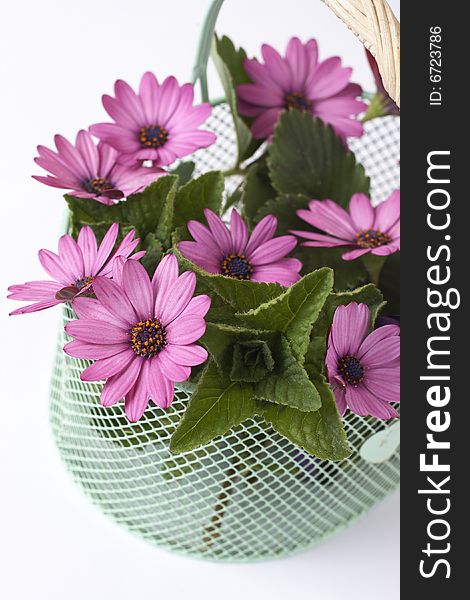 Pink daisies and leaves in metal basket isolated on white background