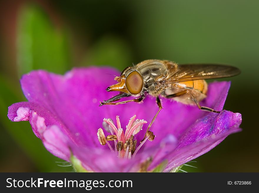 A syrphid fly collecting honey on a geranium flower. A syrphid fly collecting honey on a geranium flower