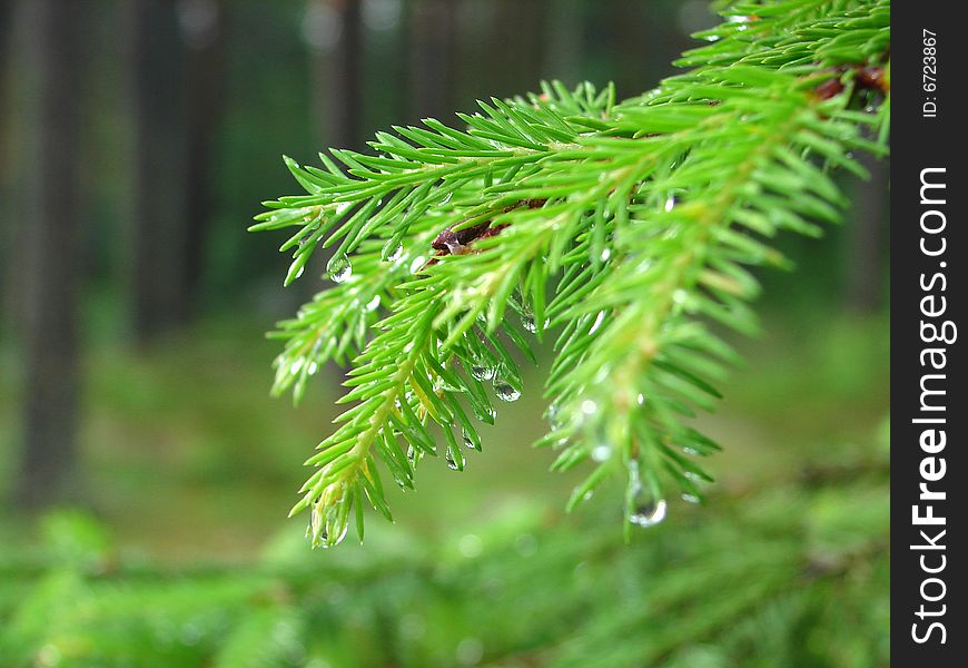 Rain drops on fur-tree branches. Rain drops on fur-tree branches