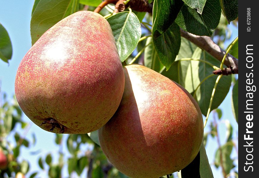 Two ripe pears on a tree