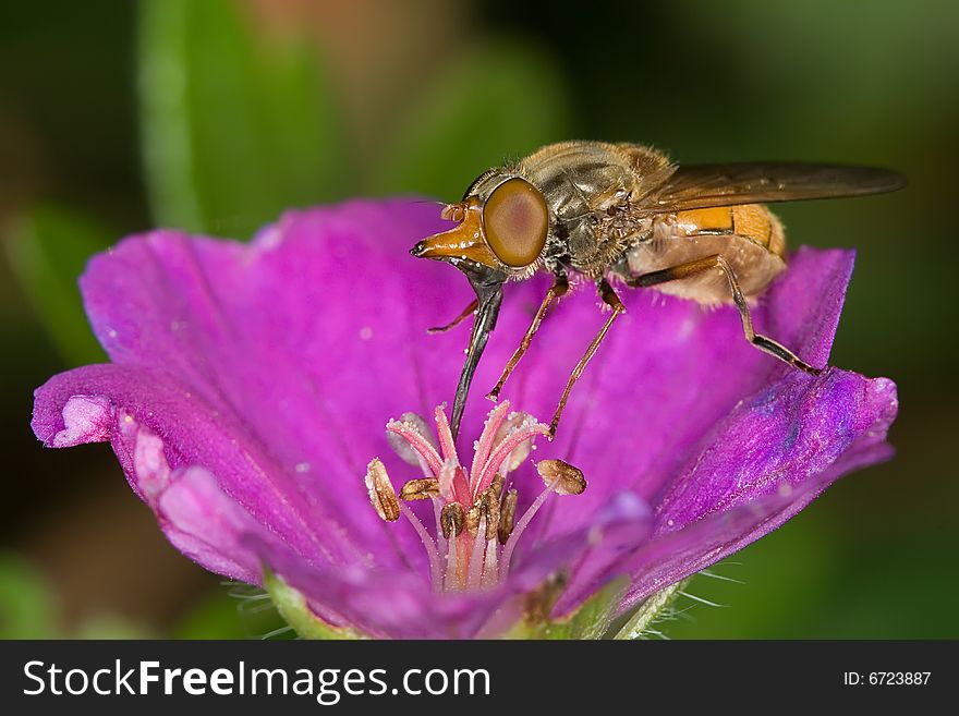 A syrphid fly collecting honey on a geranium flower. A syrphid fly collecting honey on a geranium flower