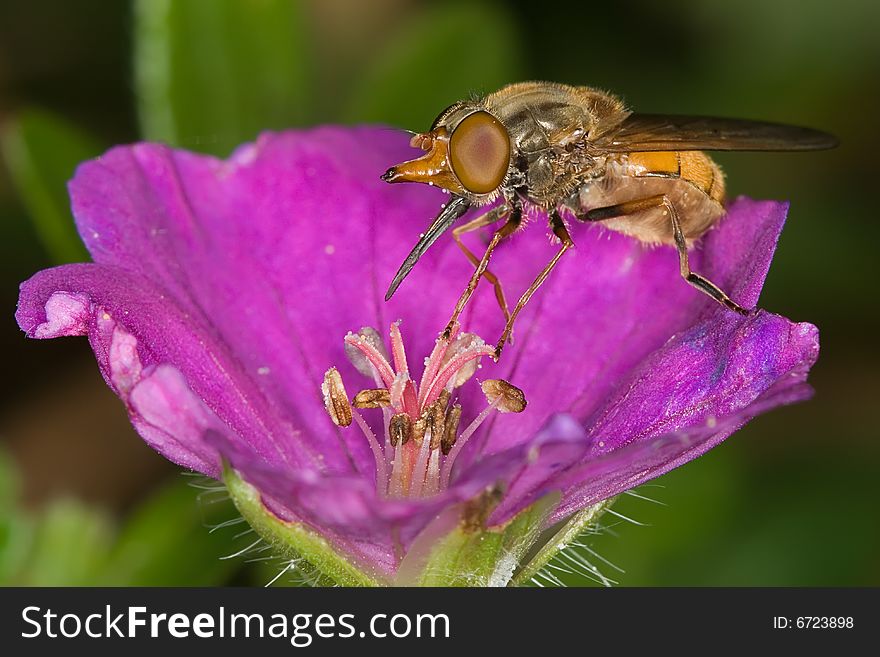 A syrphid fly collecting honey on a geranium flower. A syrphid fly collecting honey on a geranium flower