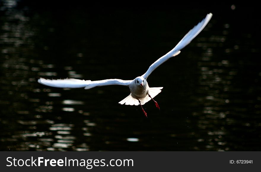 A free flying white seagull. A free flying white seagull