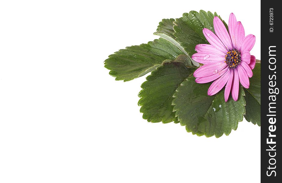 Beautiful pink flower with green leaves isolated on white background