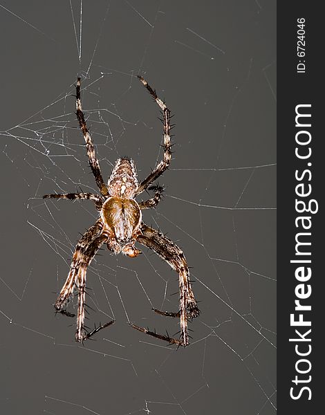 A cross spider hanging in its web. A cross spider hanging in its web
