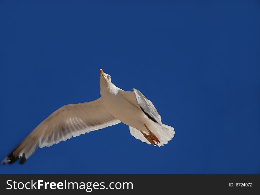 Seagull flying in the blue sky. Seagull flying in the blue sky