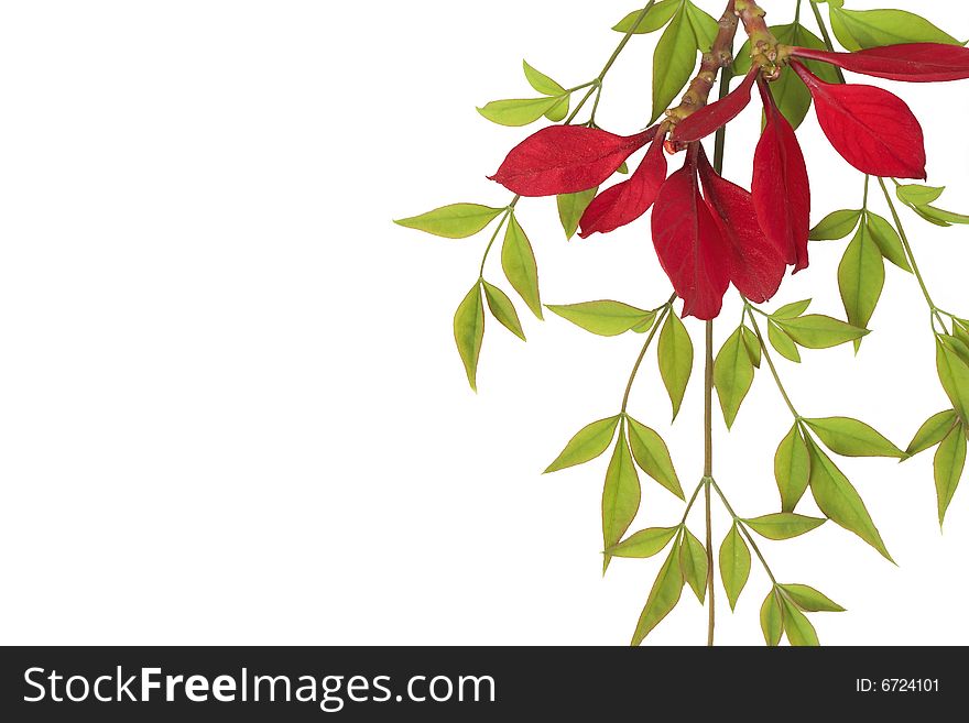 Beautiful red flowers on green leaves isolated on white background with copy space