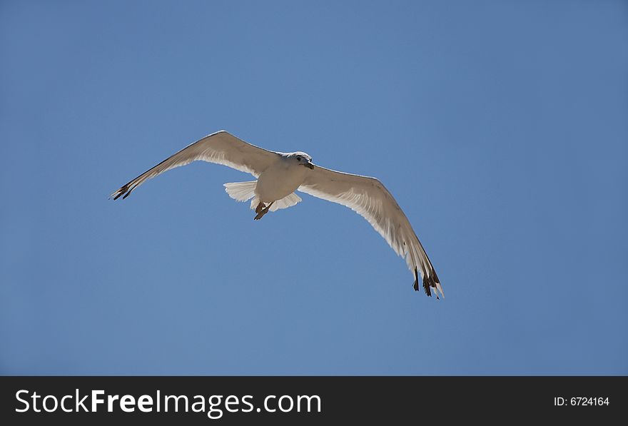 Seagull flying in the blue sky. Seagull flying in the blue sky