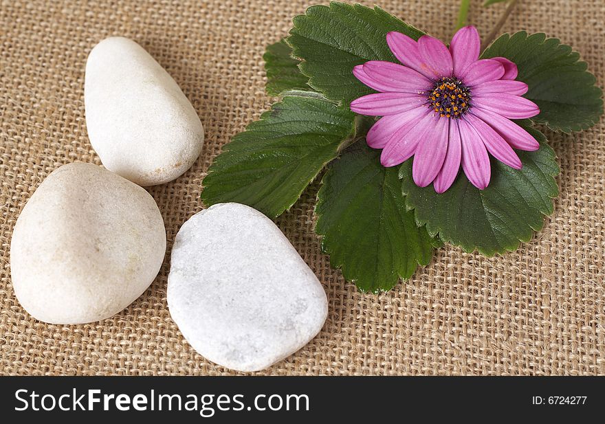 Beautiful pink flower with green leaves and pebbles on wire mesh background. Lifestyle and spa theme. Beautiful pink flower with green leaves and pebbles on wire mesh background. Lifestyle and spa theme