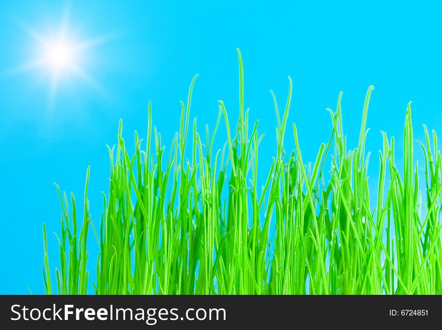 Green grass isolated on the blue sky background