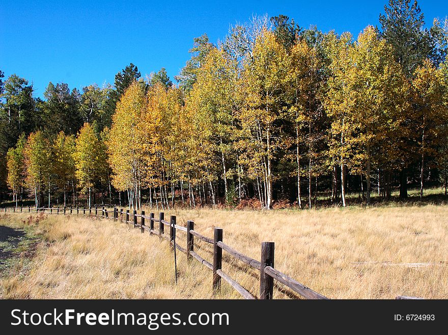 Beautiful fall color in arizona. Beautiful fall color in arizona.