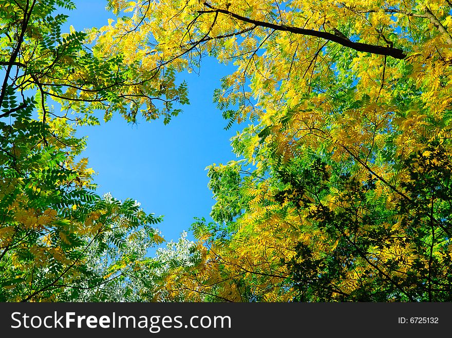 Abstract colorful autumn background with blue sky, yellow and green leafs