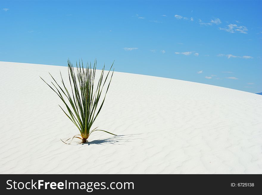 Yucca plant in white sand with blue sky