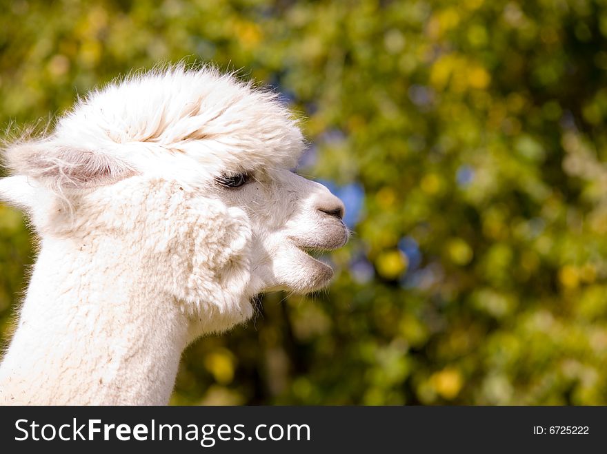 A picture of an alpaca in profile