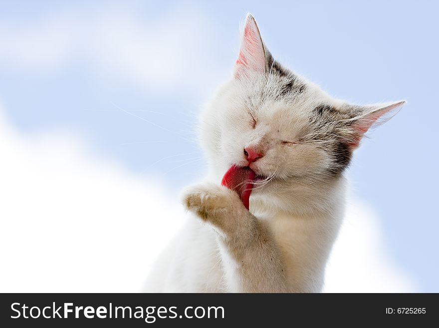 Cat - sky background,
Photo in the nature