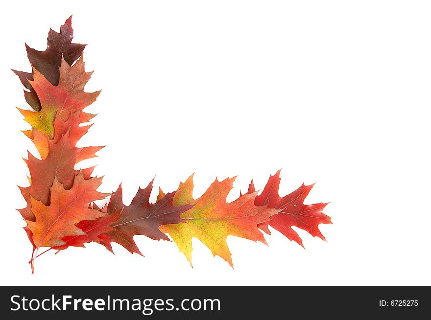 Colorful leaves isolated on a white background. Colorful leaves isolated on a white background.