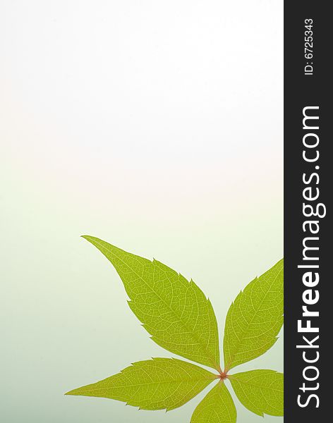 A background with a green leaf on white and a slight gradient. A background with a green leaf on white and a slight gradient