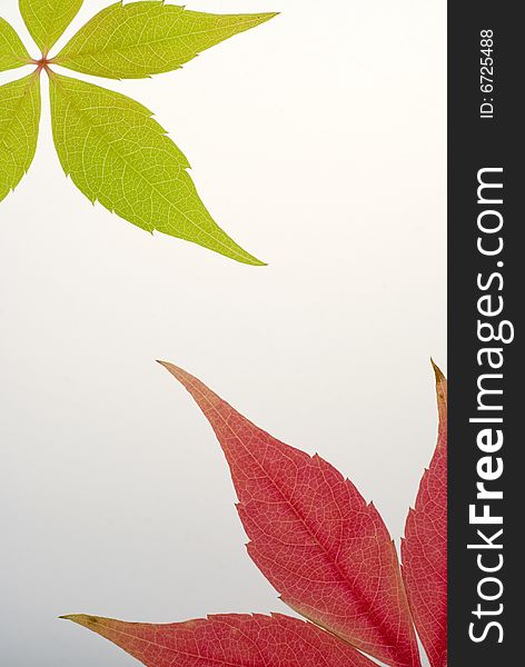 A background with a green and a red leaf and a slight gradient. A background with a green and a red leaf and a slight gradient