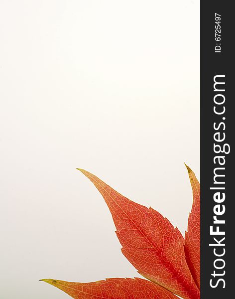 A background with a red leaf on white and a slight gradient. A background with a red leaf on white and a slight gradient