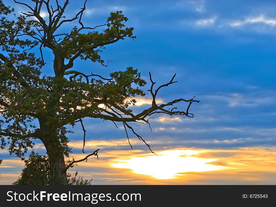 Sundown Tree