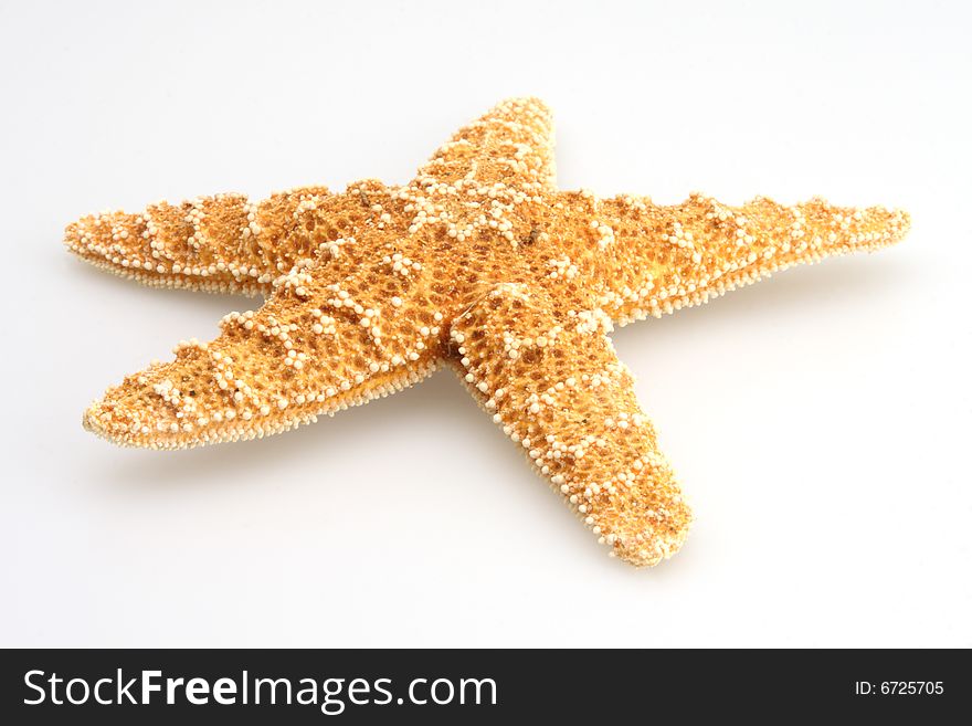 Starfish on white from the deep blue ocean. Starfish on white from the deep blue ocean