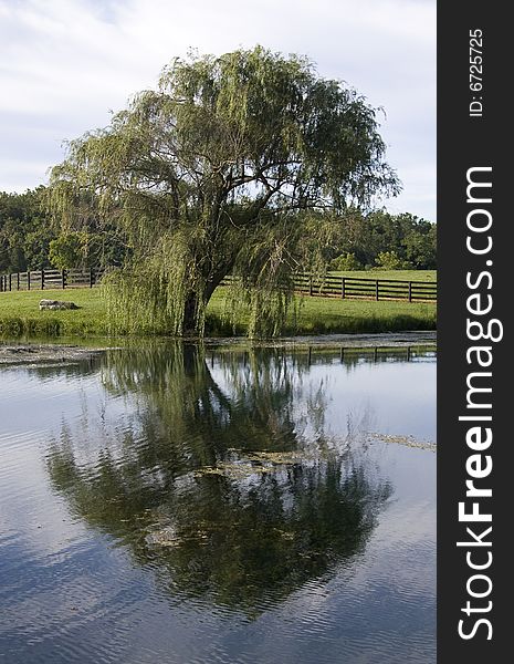 Tree reflected in pond in Clarke County, VA. Tree reflected in pond in Clarke County, VA