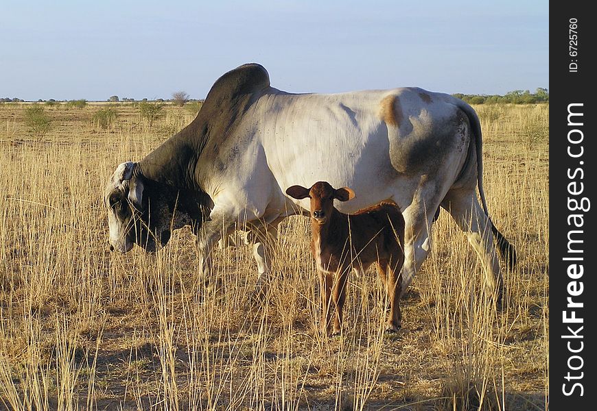 Mother & Baby Cow