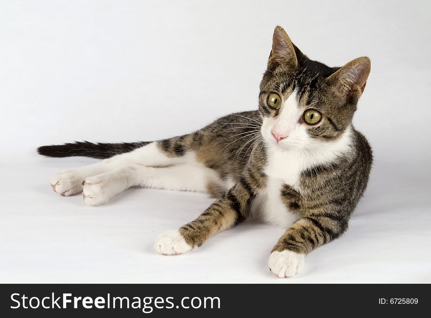 A Pretty kitten Resting in White Background