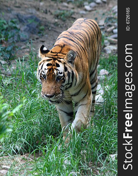 The Siberian tiger in search of food