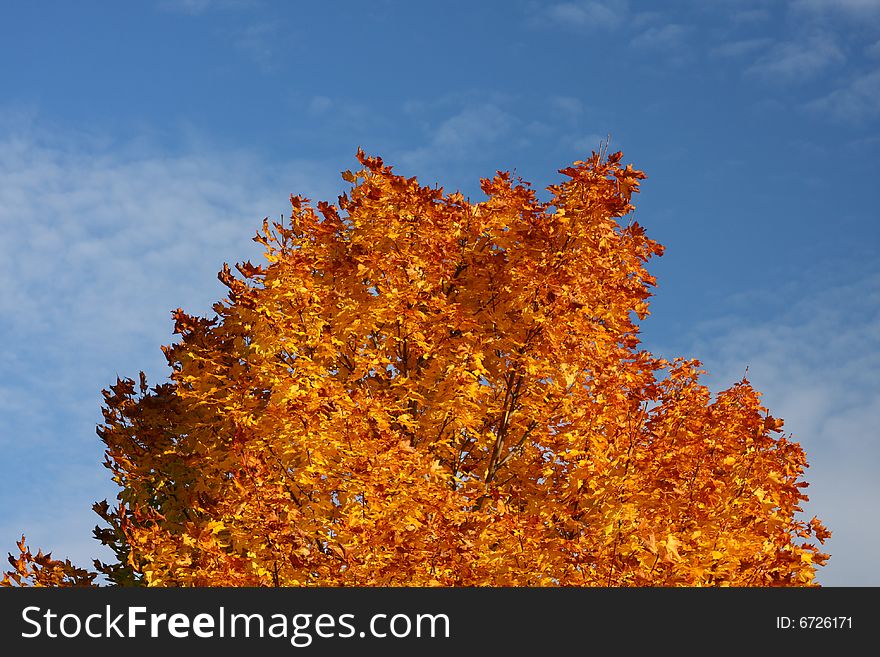 A colorful tree in autumn. A colorful tree in autumn.