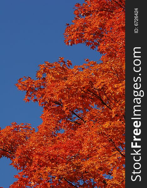 Red leaves of autumn against clear blue sky