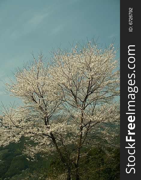 A mountain cherry blossom tree on a sunny spring day