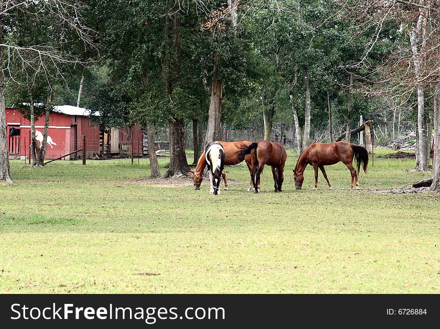 Horses in a field eating grass with a red barn in the background. Horses in a field eating grass with a red barn in the background.