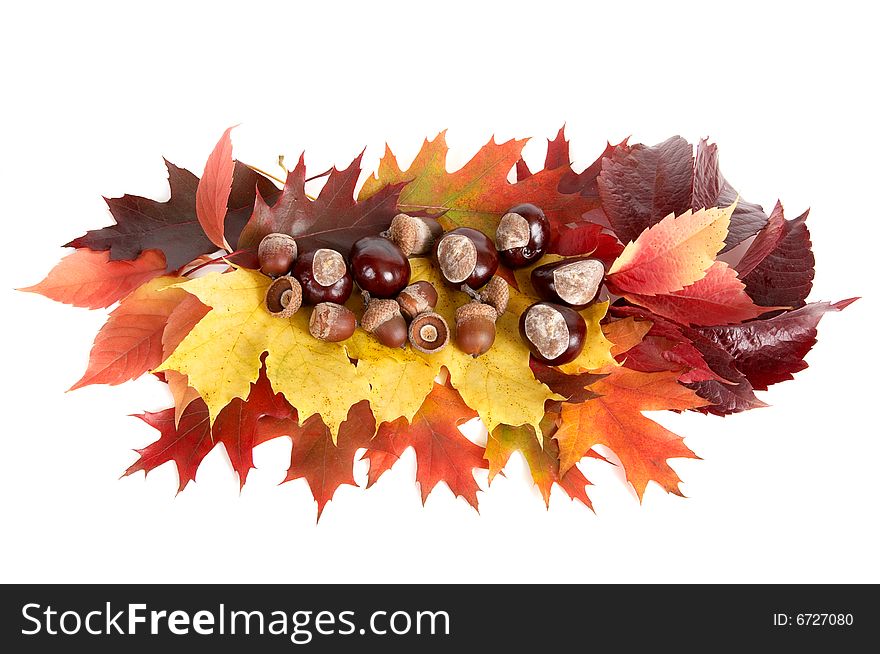 Autumn stil life isolated on a white background. Autumn stil life isolated on a white background.