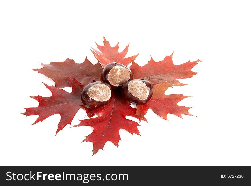 Three chestnuts and leaves isolated on a white background. Three chestnuts and leaves isolated on a white background.