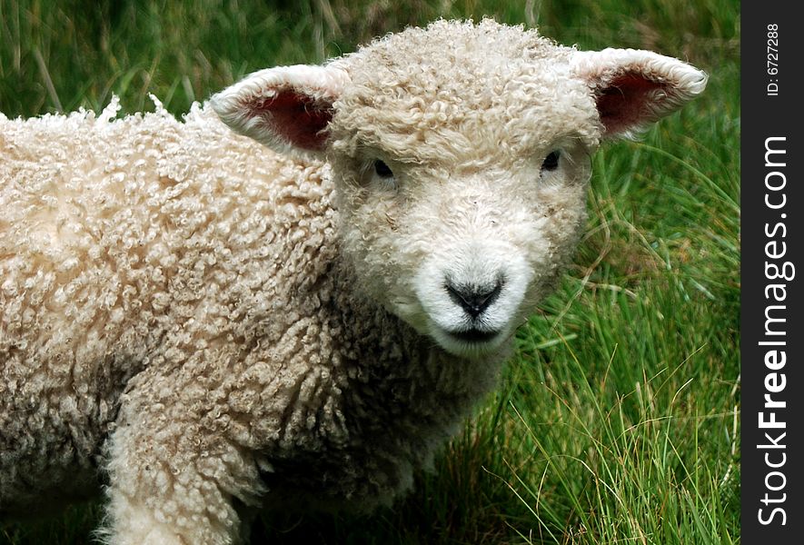 A young lamb in the grass