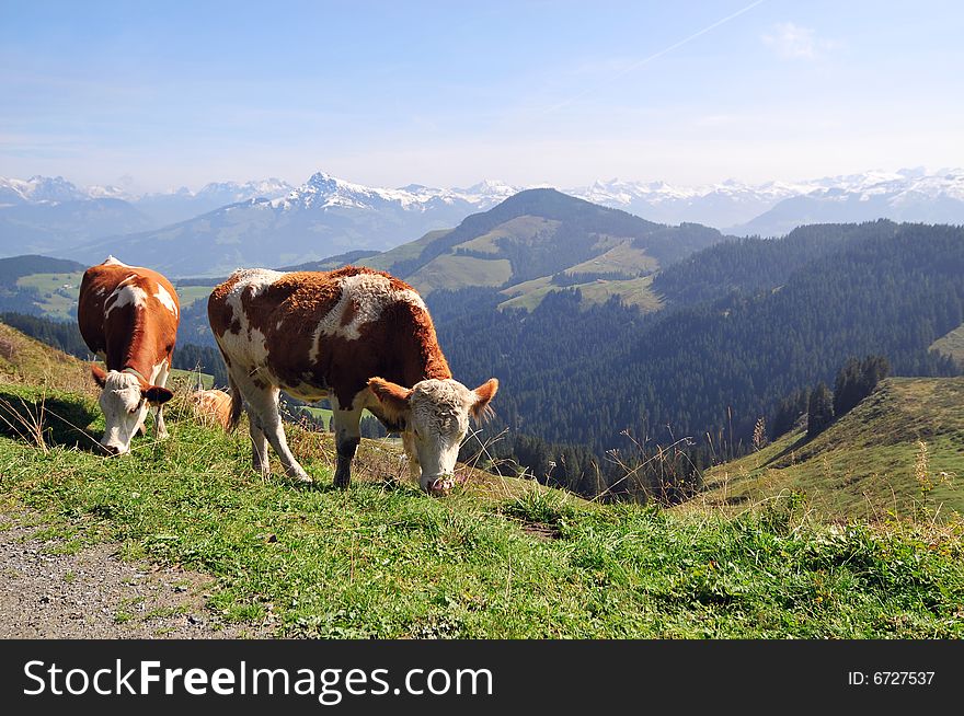 Summer landscape with two cows