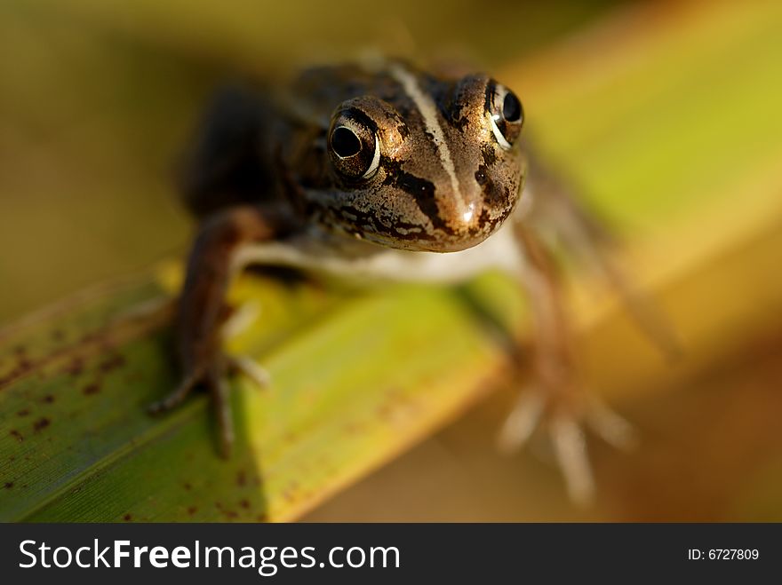 Leaves of Grass on the frog, close-up face. Leaves of Grass on the frog, close-up face.