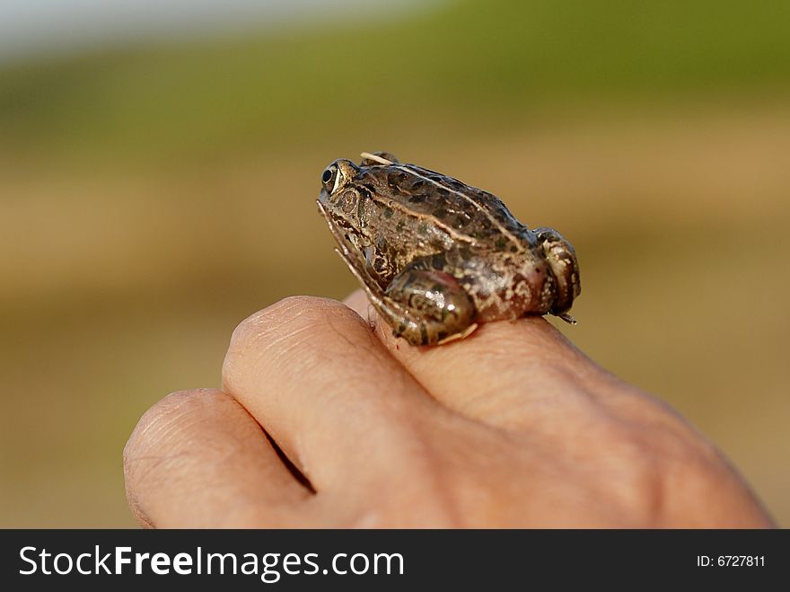 Fingers on the frog, northern China in the fall.