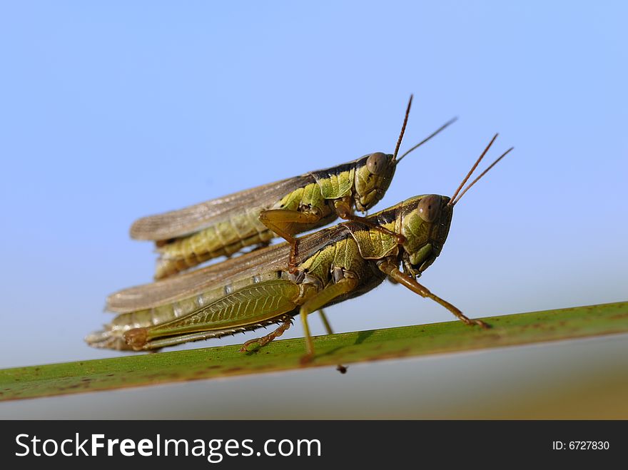 Grasshopper Reproduction
