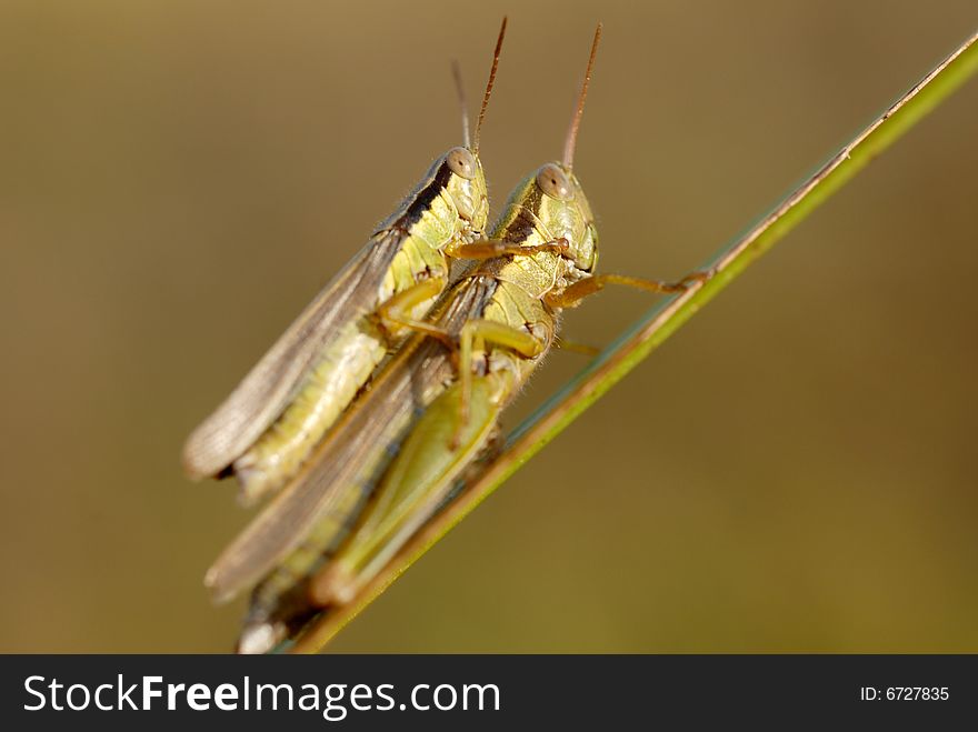 Grasshopper Reproduction