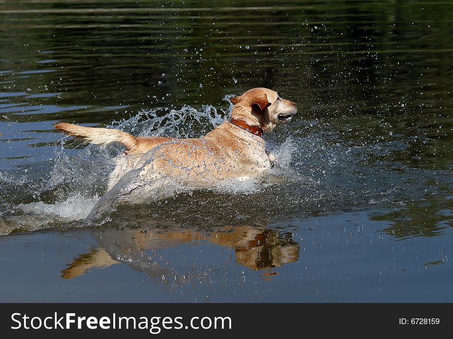 Yellow Labrador Retriever dog jumping into the water