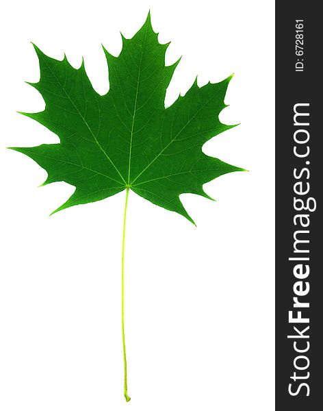 Isolated Maple Leaf 2